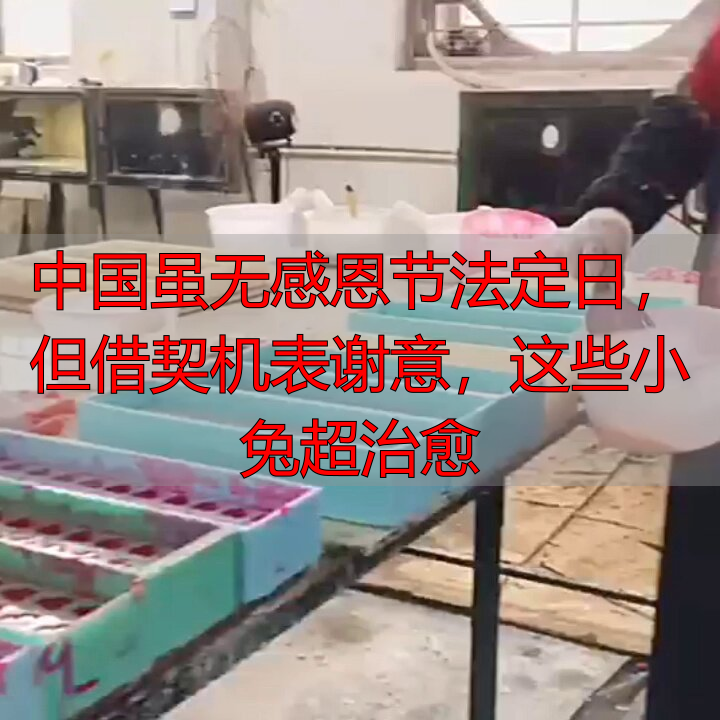 中国虽无感恩节法定日，但借契机表谢意，这些小兔超治愈