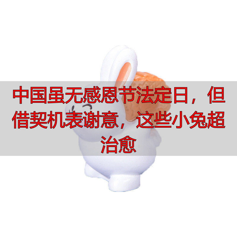 中国虽无感恩节法定日，但借契机表谢意，这些小兔超治愈