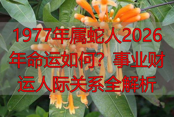 1977年属蛇人2026年命运如何？事业财运人际关系全解析