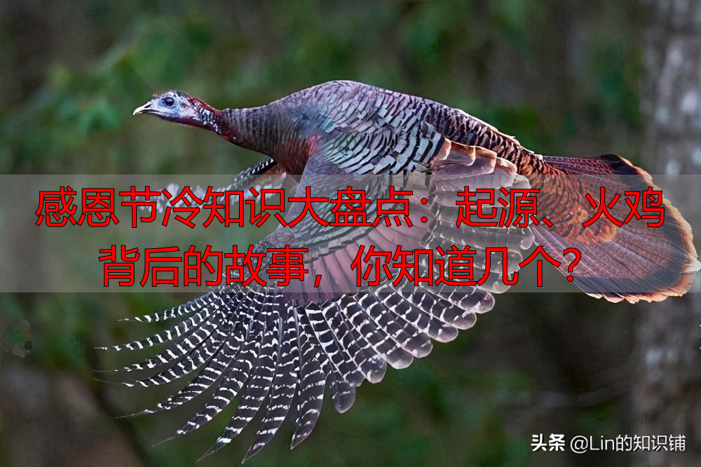 感恩节冷知识大盘点：起源、火鸡背后的故事，你知道几个？