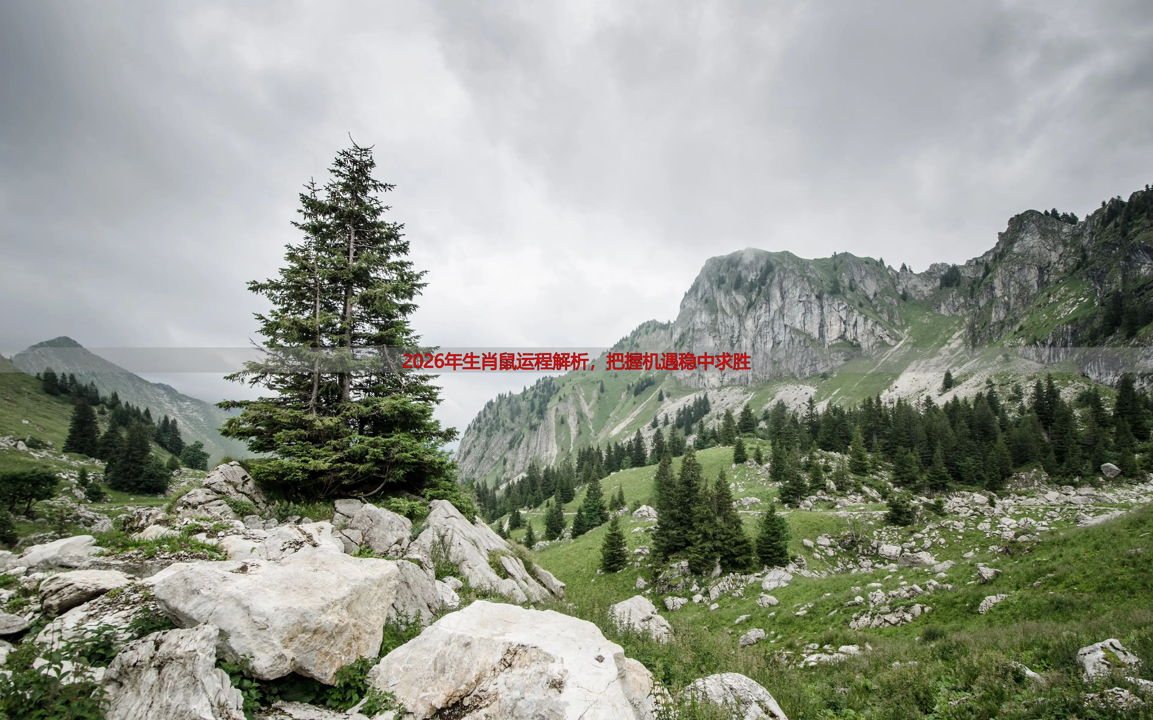2026年生肖鼠运程解析，把握机遇稳中求胜
