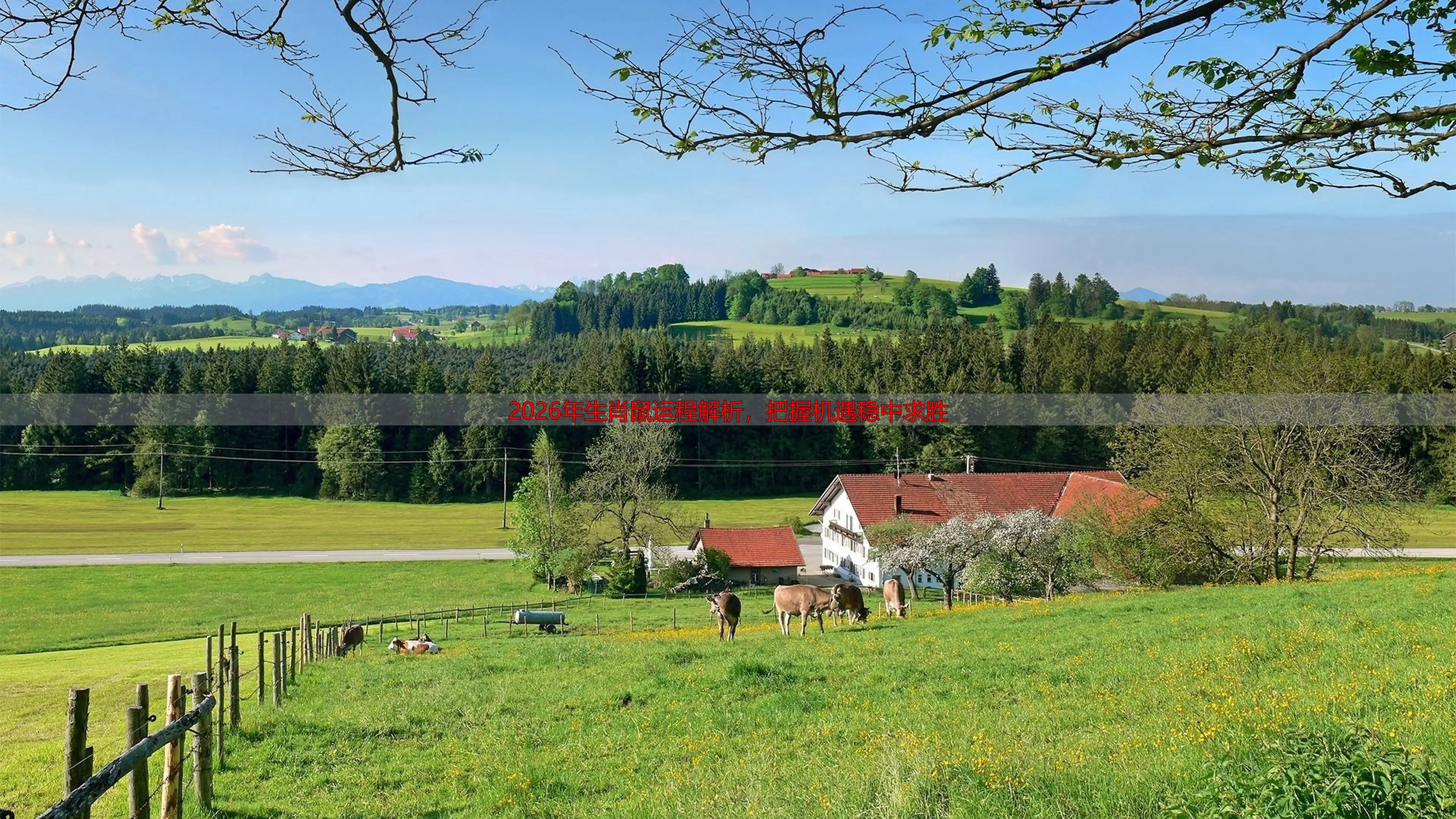 2026年生肖鼠运程解析，把握机遇稳中求胜