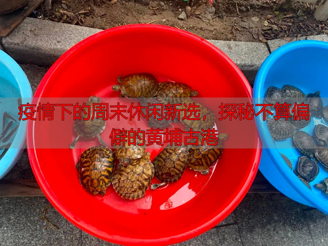 疫情下的周末休闲新选，探秘不算偏僻的黄埔古港