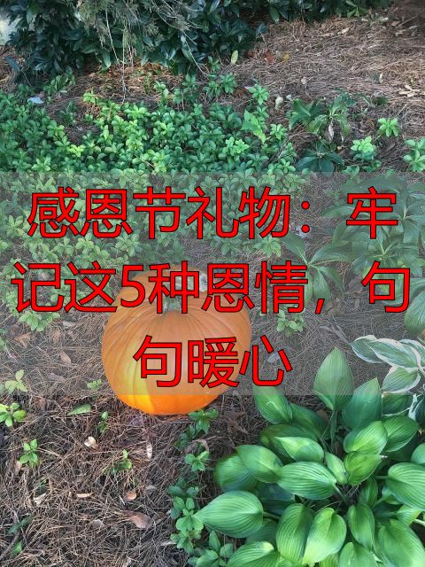 感恩节礼物:牢记这5种恩情,句句暖心