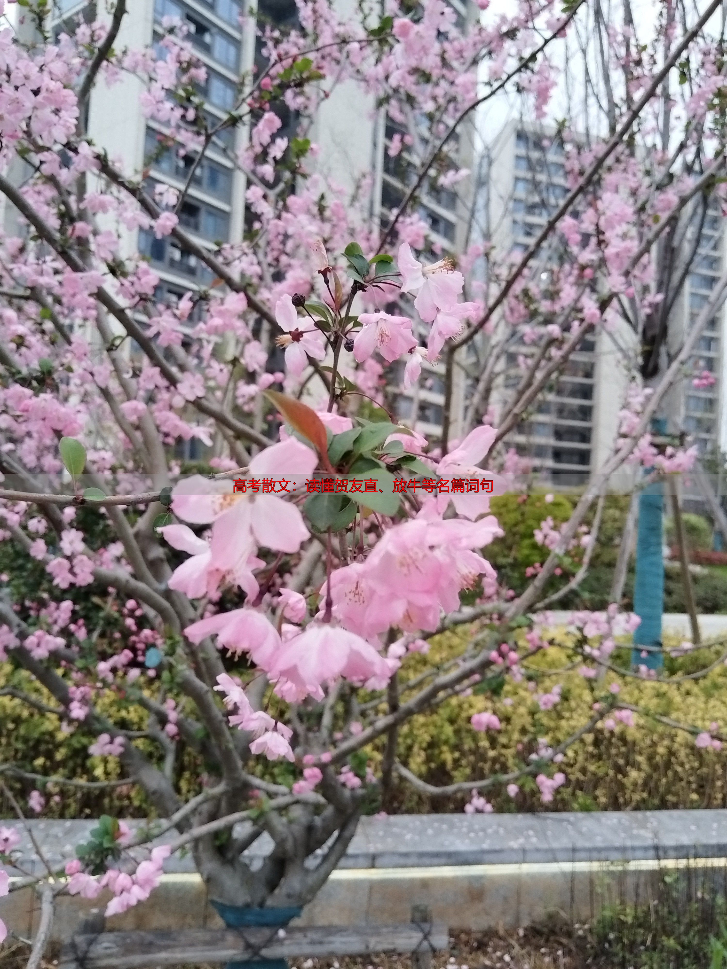高考散文：读懂贺友直、放牛等名篇词句