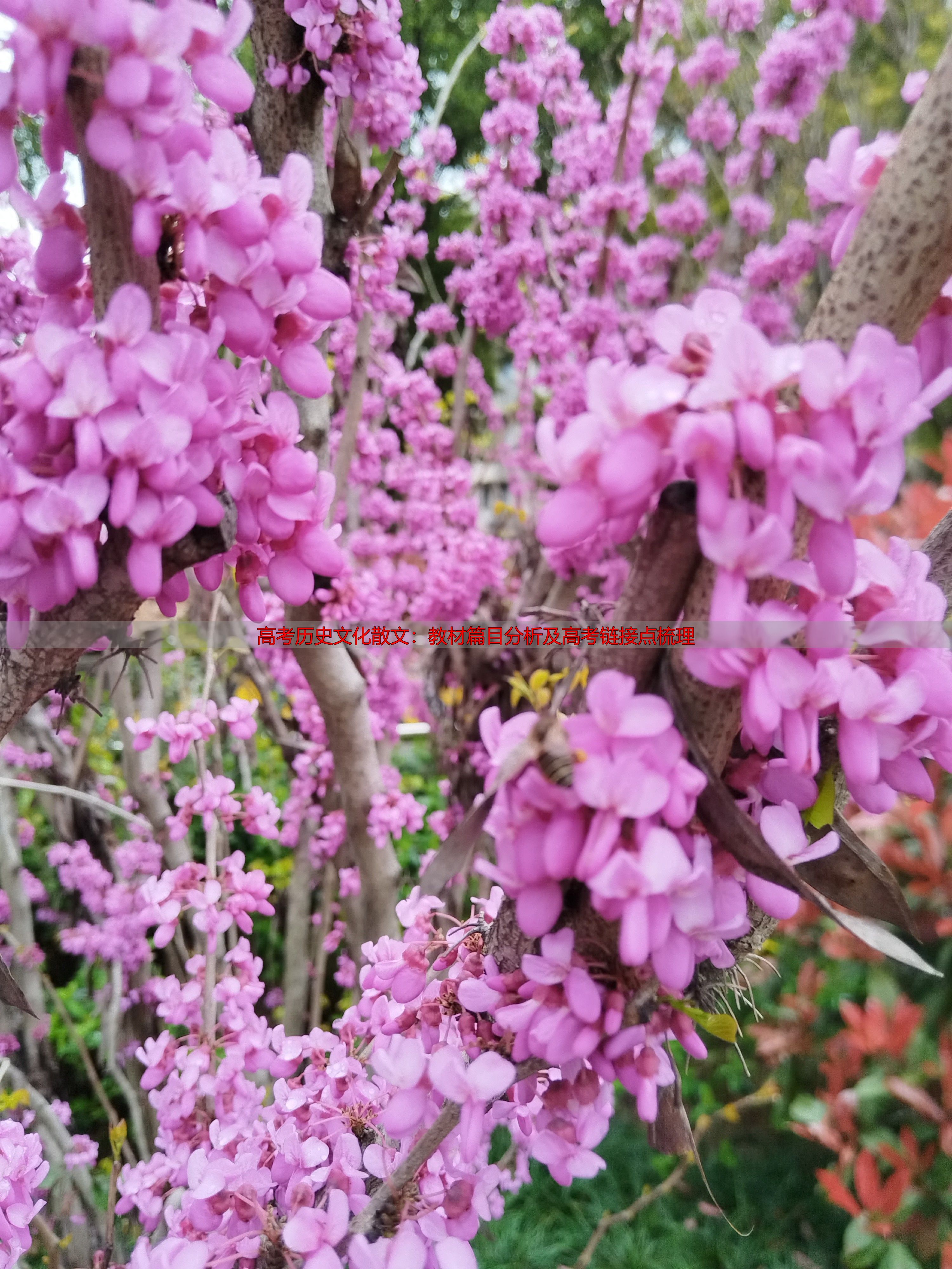 高考历史文化散文：教材篇目分析及高考链接点梳理